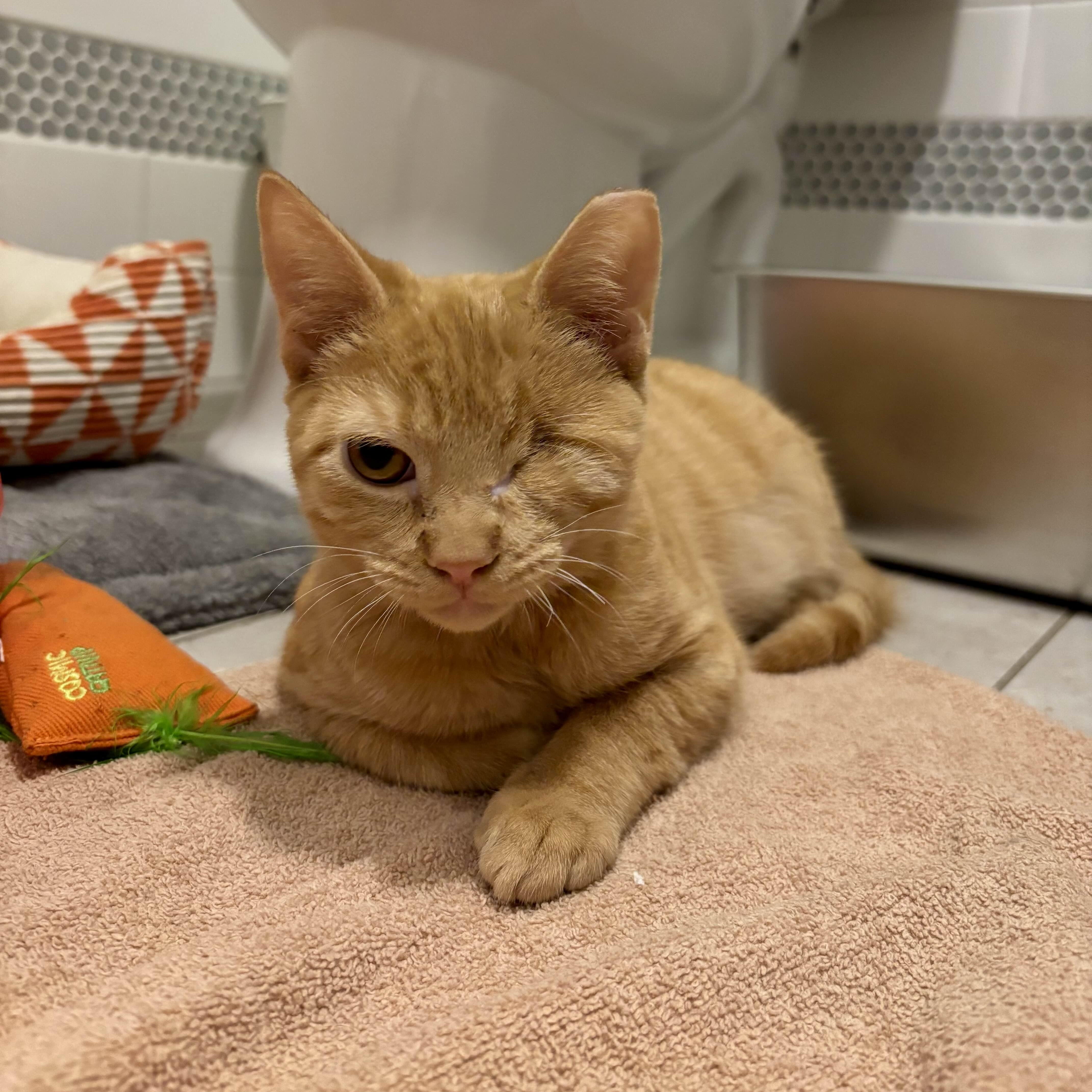 Enlarge Blondie, an adopted Domestic Short Hair in Florham Park, NJ image 4/5