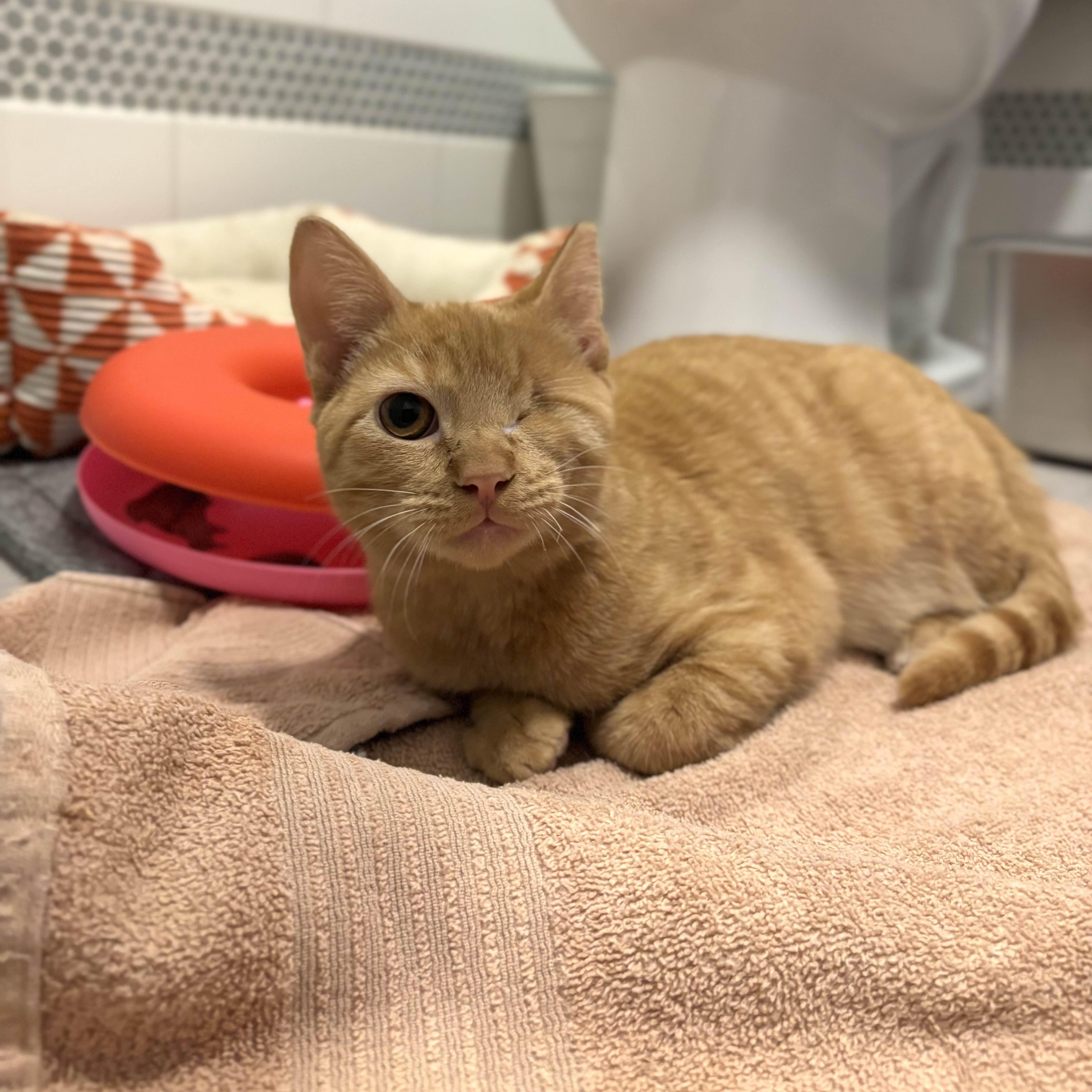 Enlarge Blondie, an adopted Domestic Short Hair in Florham Park, NJ image 2/5