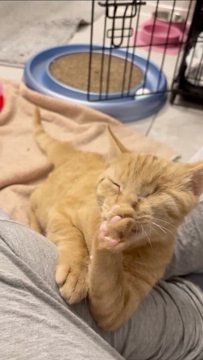 Enlarge Blondie, an adopted Domestic Short Hair in Florham Park, NJ video 3/5