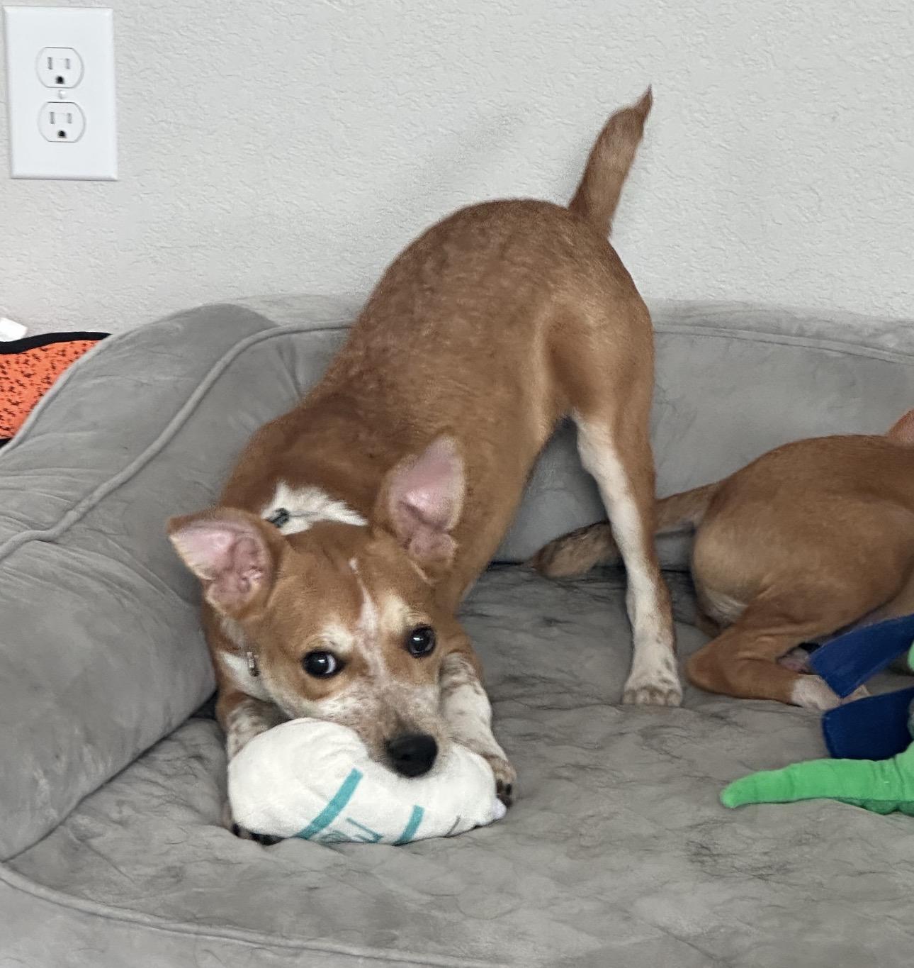 Enlarge Copper, a Adoptable mixed breed in Colorado Springs, CO image 3/6