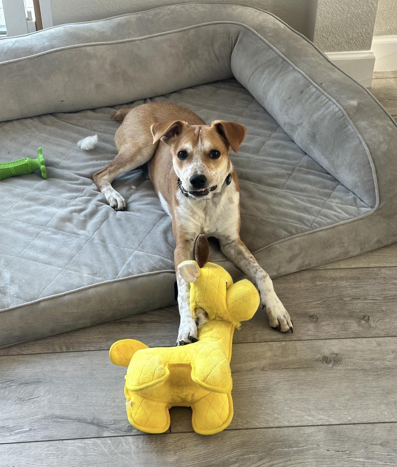 Copper, Adoptable, Puppy Male Australian Cattle Dog / Blue Heeler.