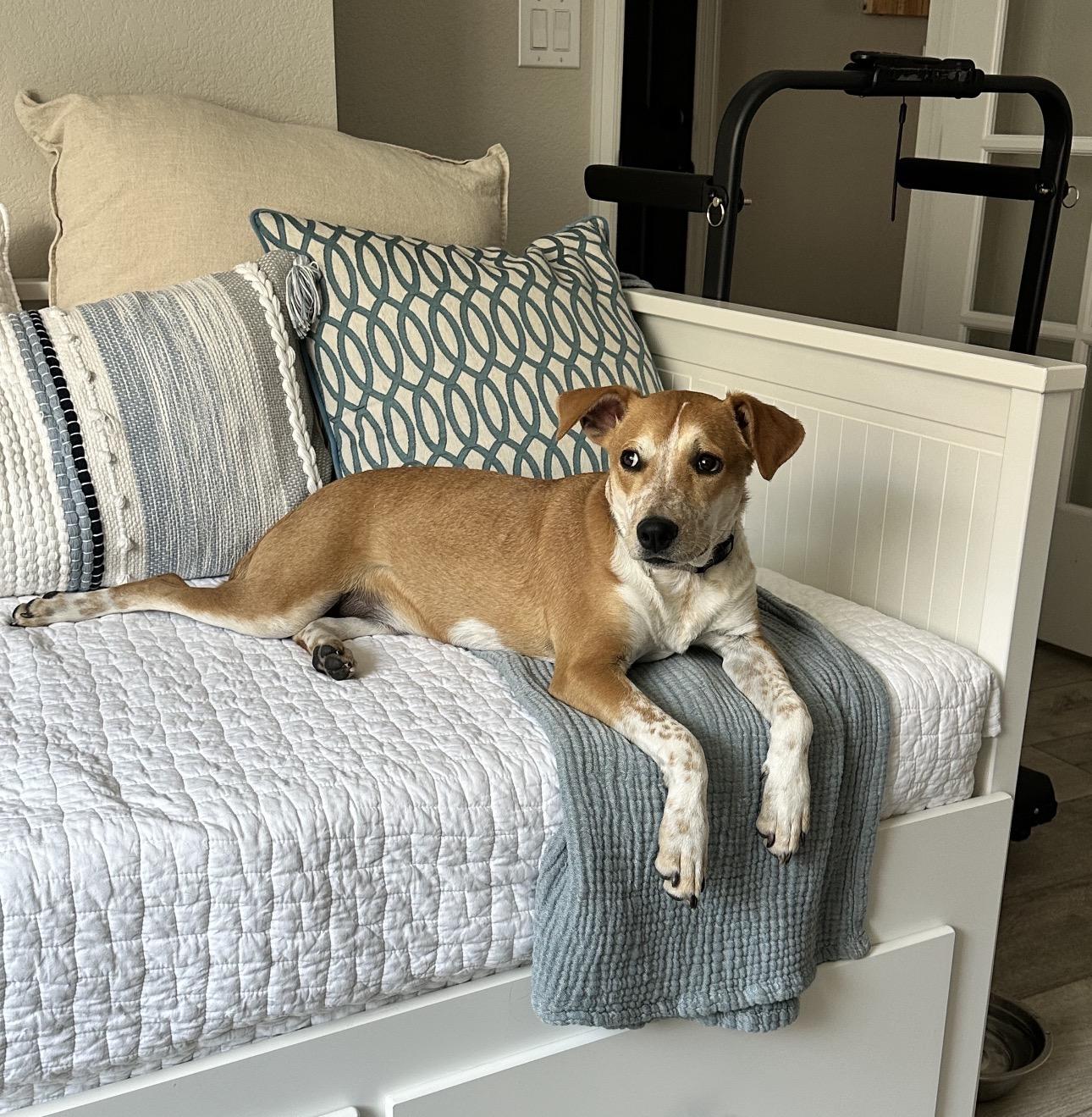 Enlarge Copper, a Adoptable mixed breed in Colorado Springs, CO image 4/6