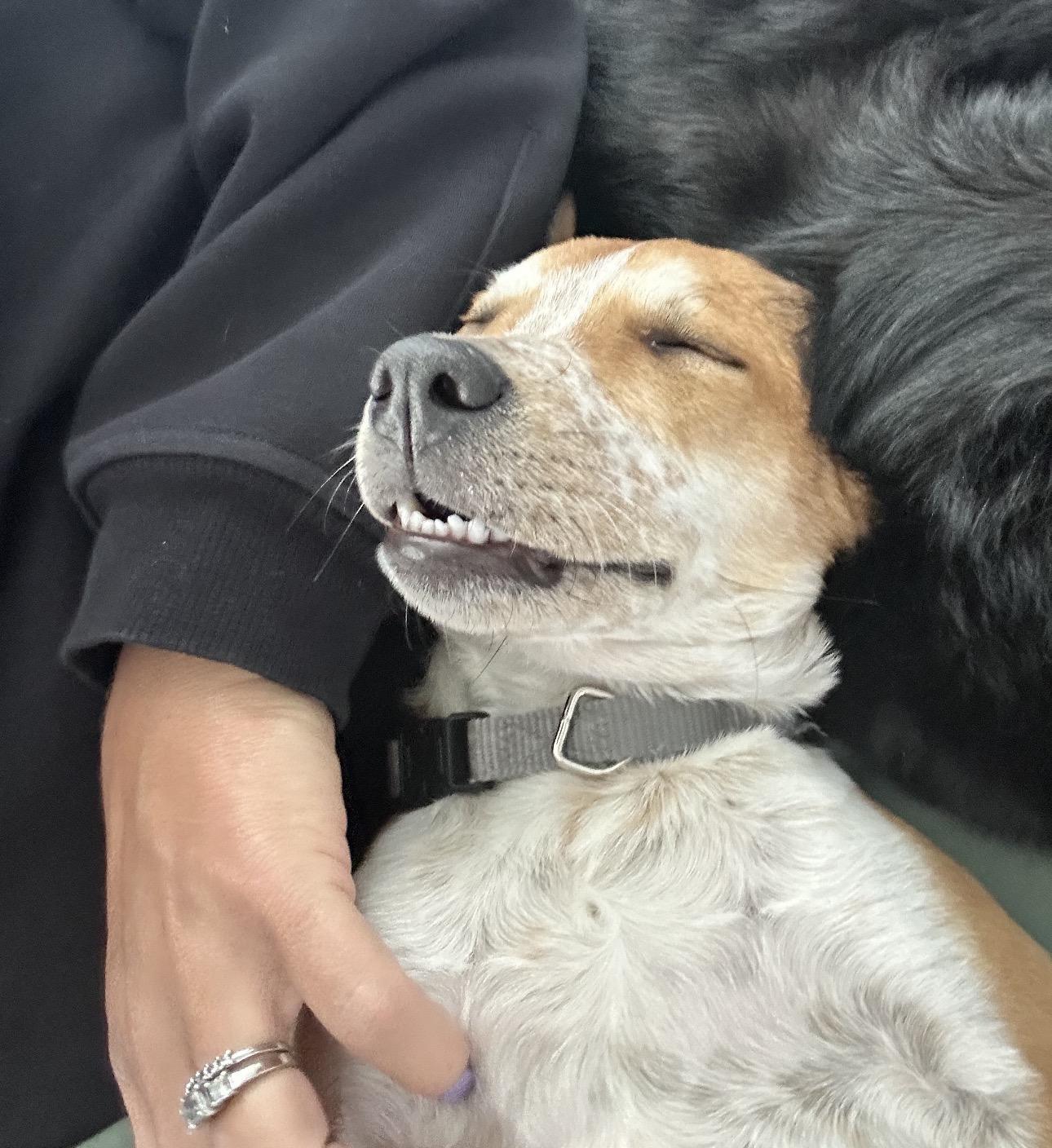 Enlarge Copper, a Adoptable mixed breed in Colorado Springs, CO image 2/6
