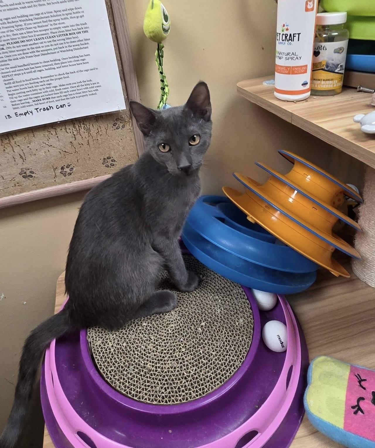 Enlarge Marshall grey kitten, a Adopted mixed breed in Jackson, GA image 3/3
