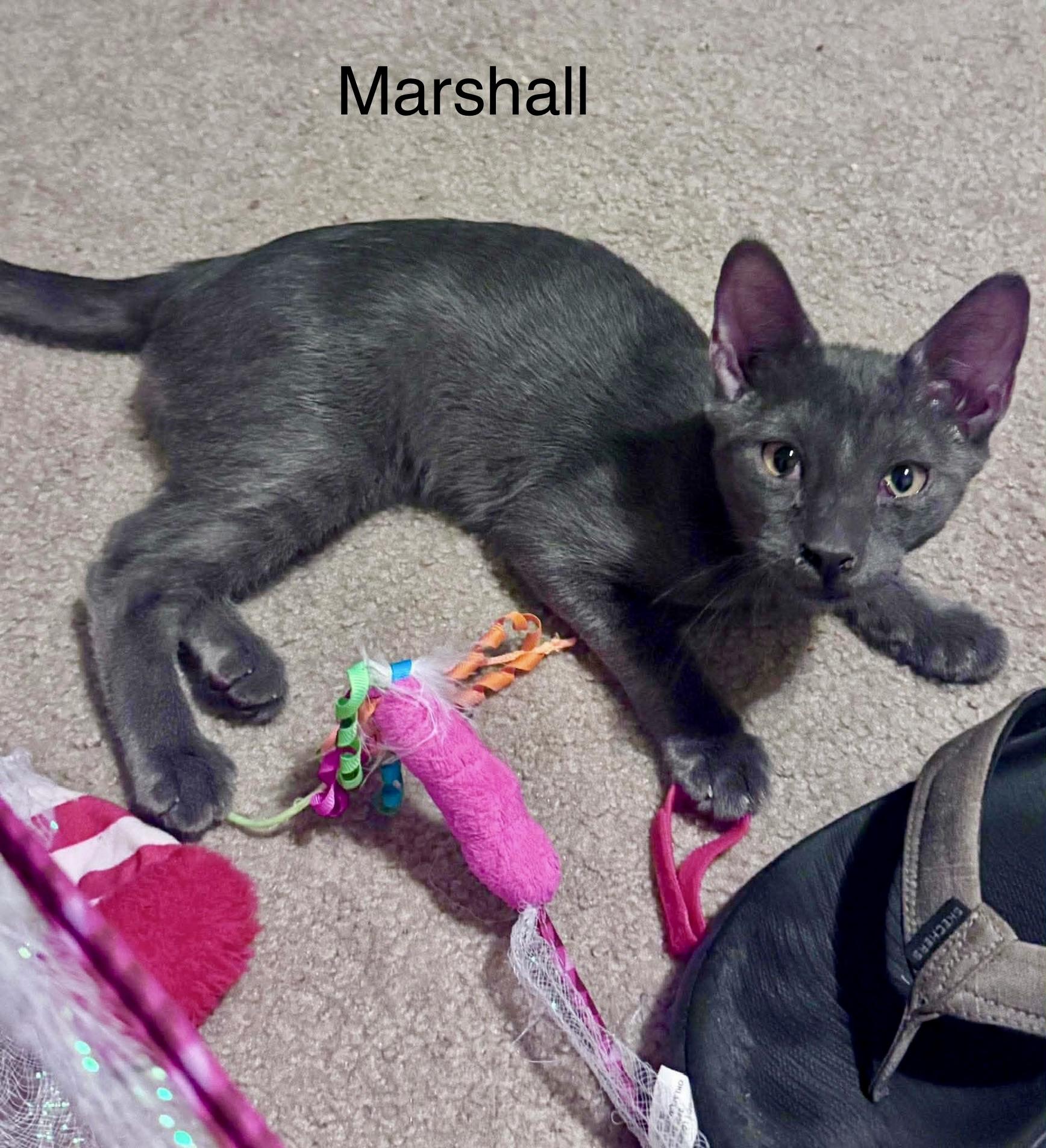 Enlarge Marshall grey kitten, a Adopted mixed breed in Jackson, GA image 2/3