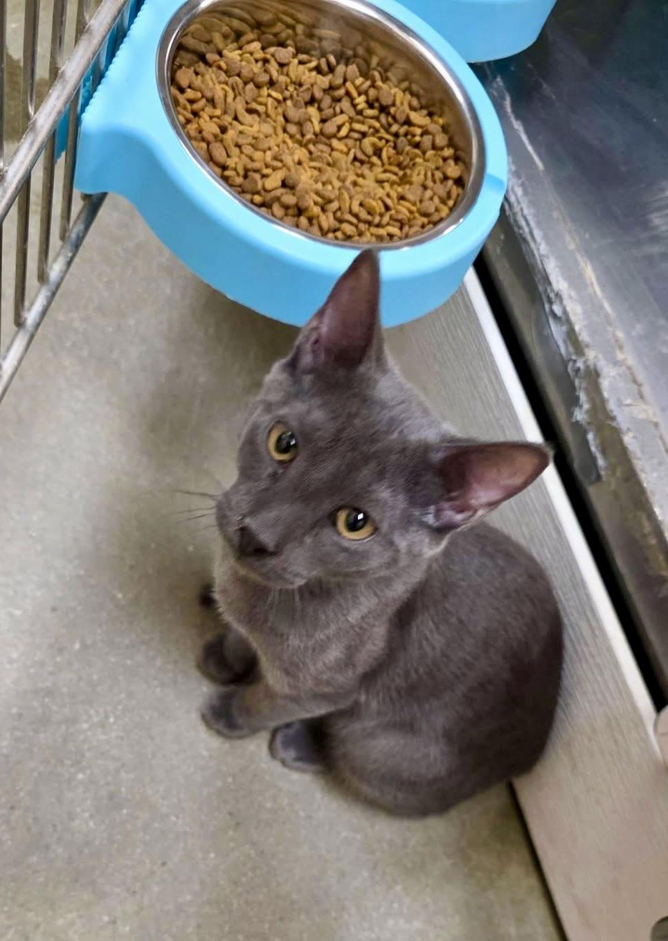 Enlarge Marshall grey kitten, a Adopted mixed breed in Jackson, GA image 1/3