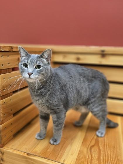 Enlarge Fish, a Adoptable mixed breed in Woodstock, IL image 1/4