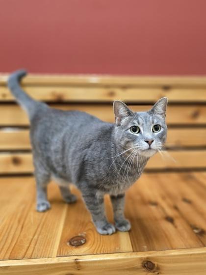 Enlarge Fish, a Adoptable mixed breed in Woodstock, IL image 4/4