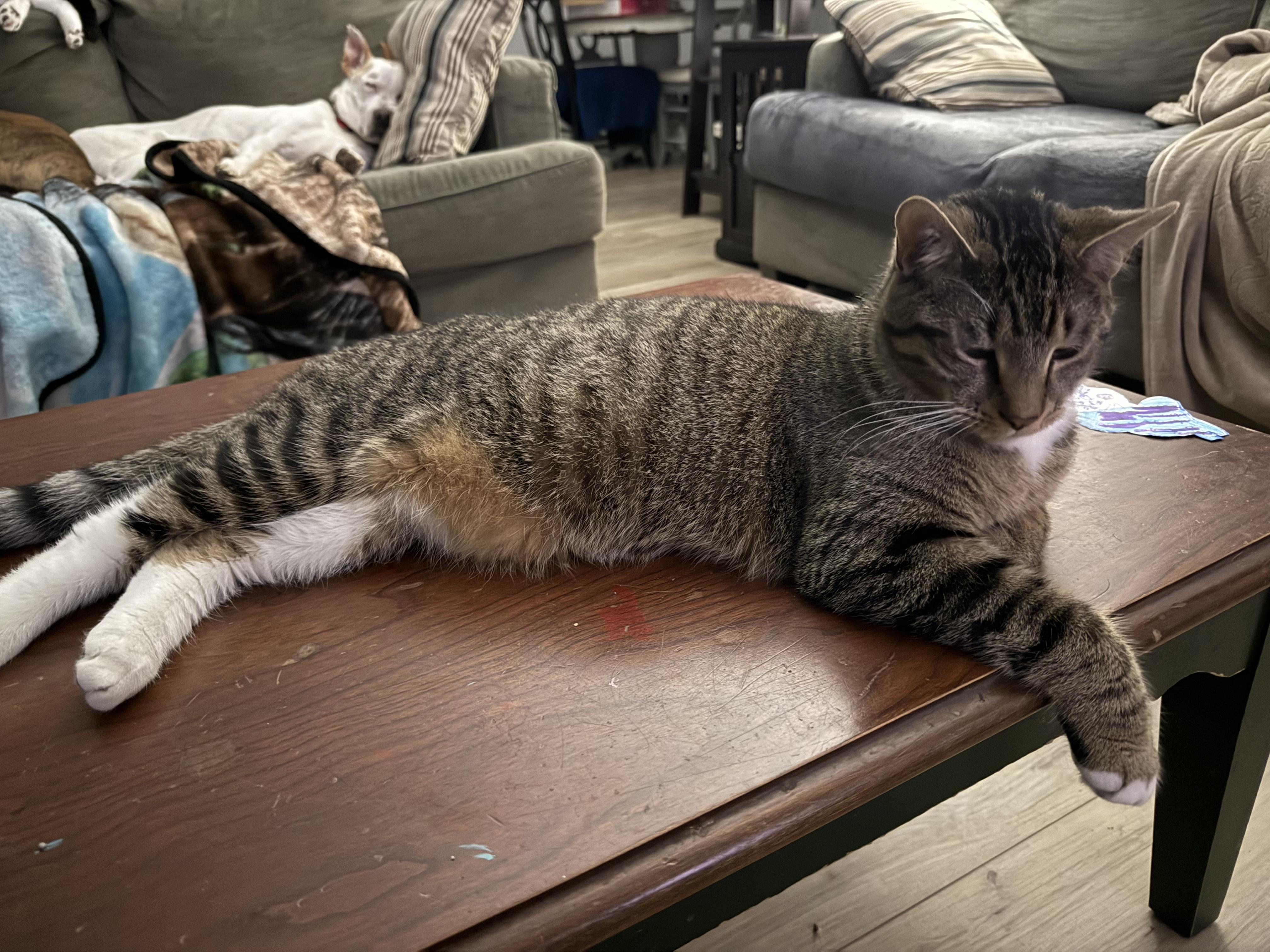 Enlarge Elton, a Adopted Domestic Short Hair in Saginaw, TX image 3/5