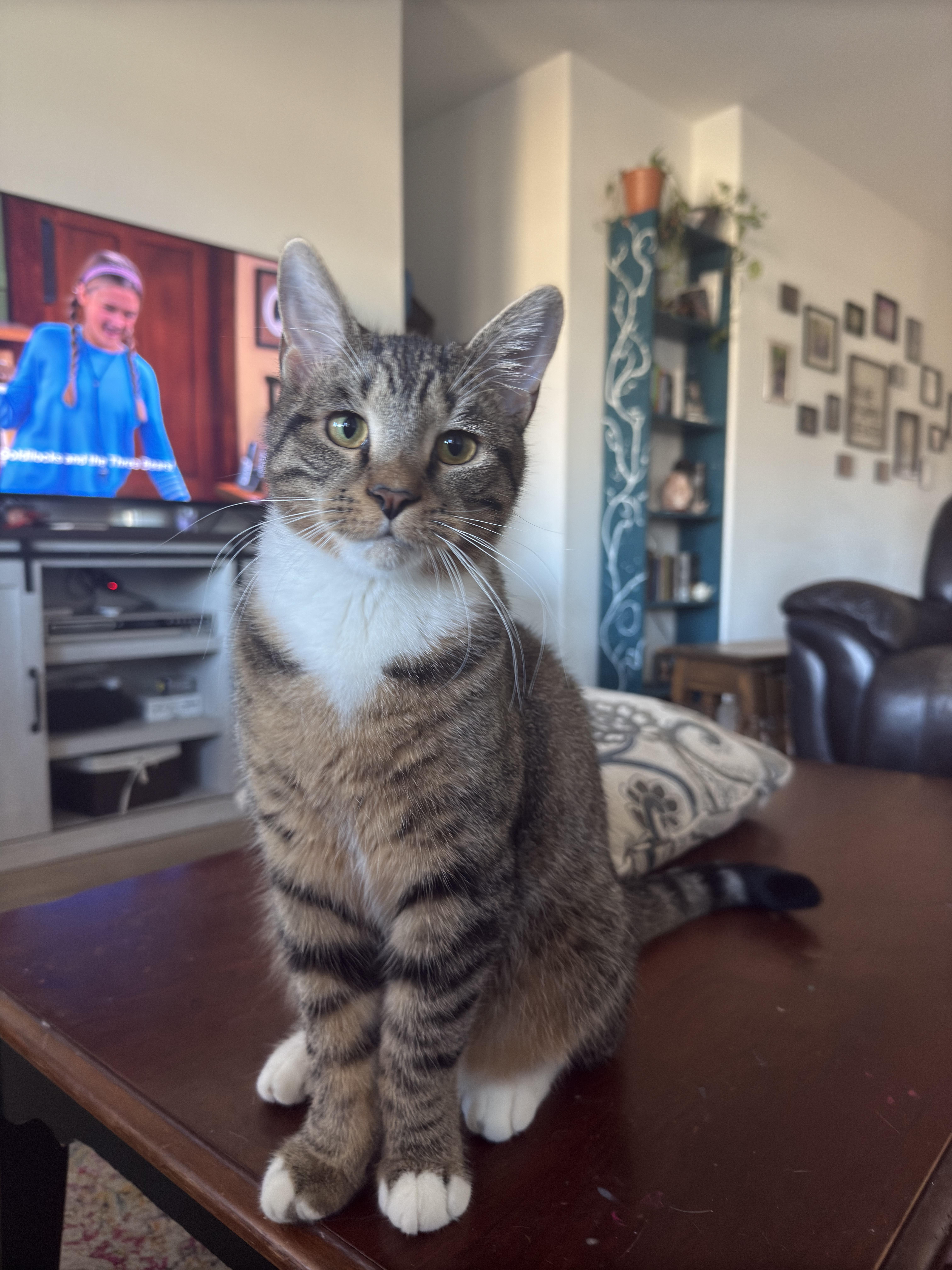 Enlarge Elton, a Adopted Domestic Short Hair in Saginaw, TX image 5/5