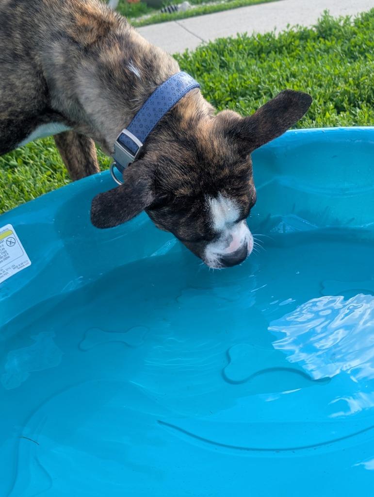 Enlarge Toledo, a Adoptable mixed breed in Defiance, OH image 1/6