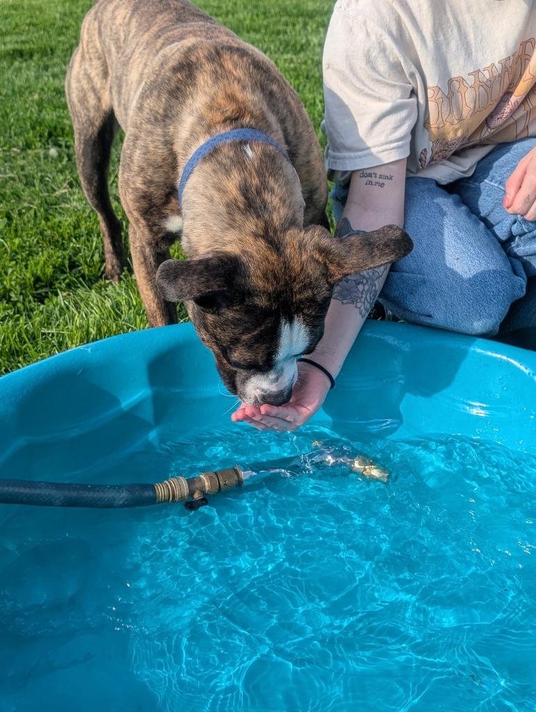 Enlarge Toledo, a Adoptable mixed breed in Defiance, OH image 3/6