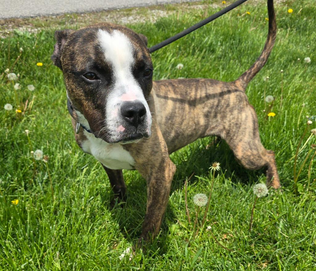 Enlarge Toledo, a Adoptable mixed breed in Defiance, OH image 4/6