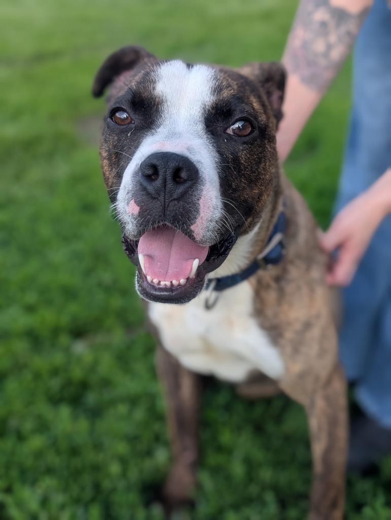 Toledo, a Adoptable mixed breed in Defiance, OH image 5/6