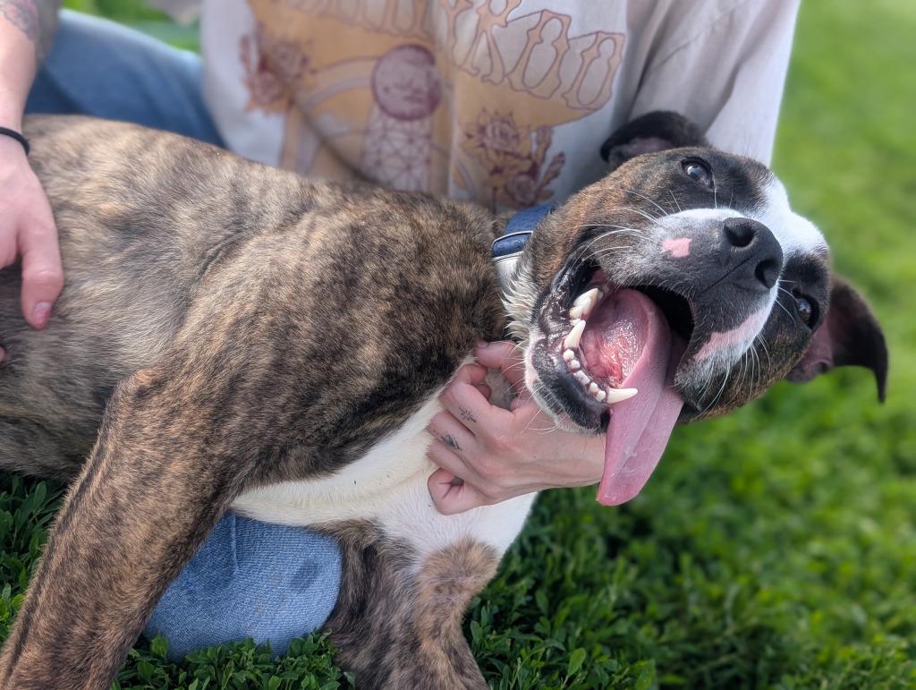 Toledo, a Adoptable mixed breed in Defiance, OH image 6/6