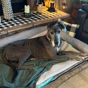 Pearl, ADOPTABLE, Senior Female Great Dane.