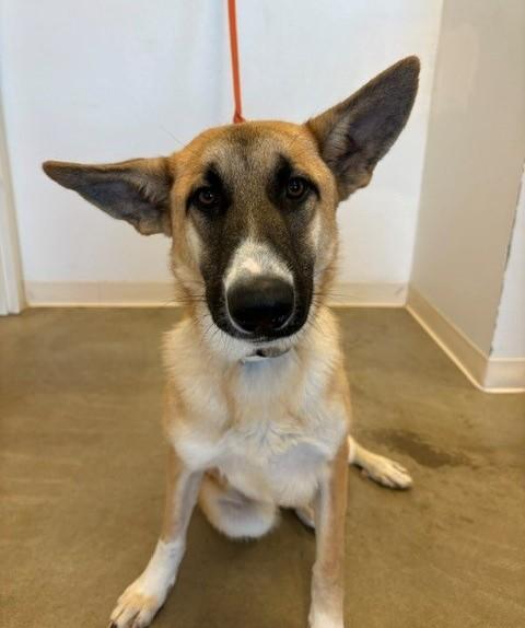 Cinnamon, Adoptable, Adult Female German Shepherd Dog.