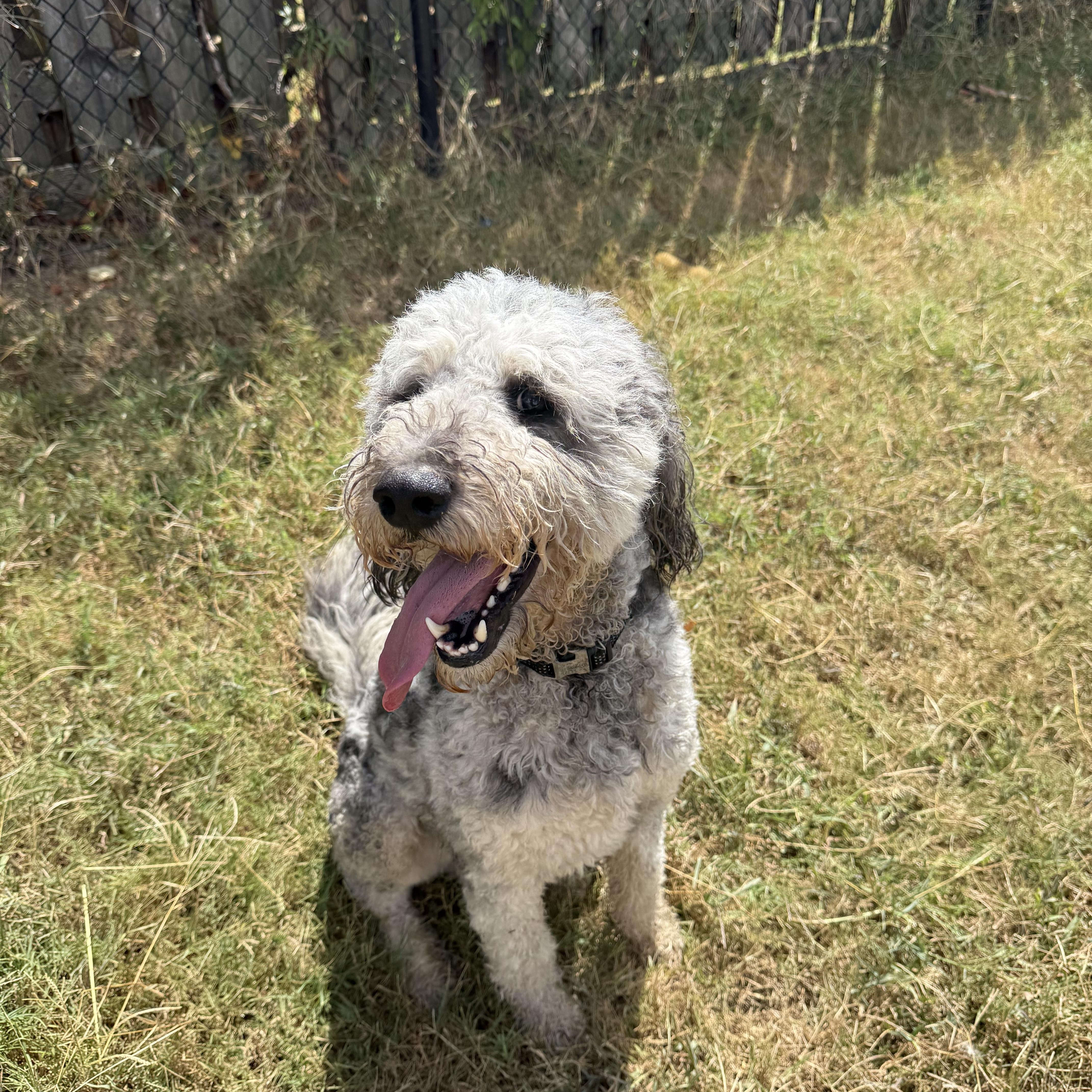Enlarge Snoopy, a Adoptable Aussiedoodle in Hendersonville, TN image 2/2