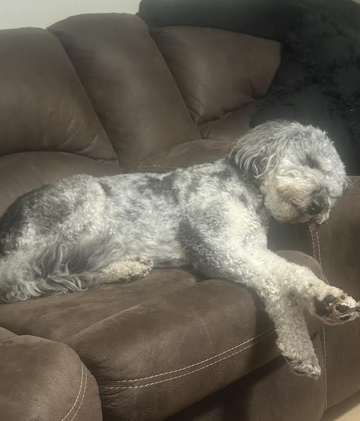 Enlarge Snoopy, a Adoptable Aussiedoodle in Hendersonville, TN image 1/2