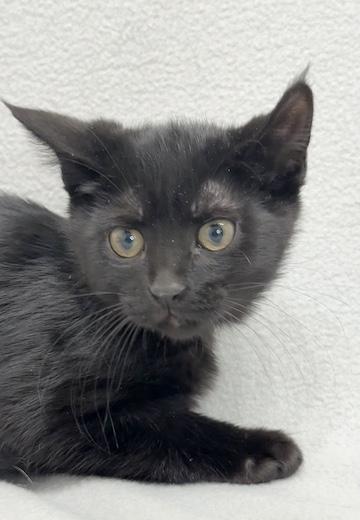 Amory, adoptable, Kitten Male Domestic Medium Hair.