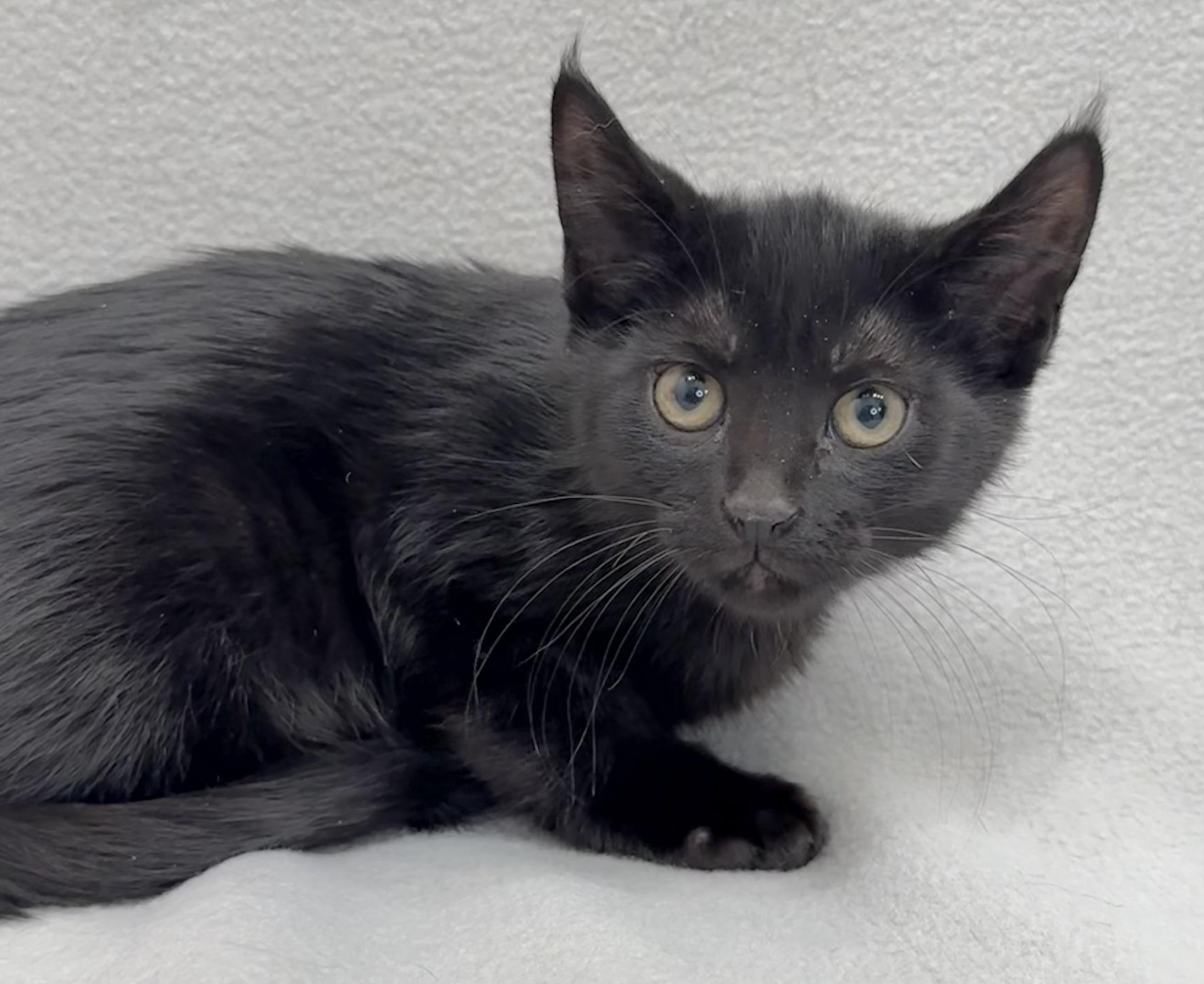 Enlarge Amory, a Adoptable Domestic Medium Hair in Minneapolis, MN image 4/4