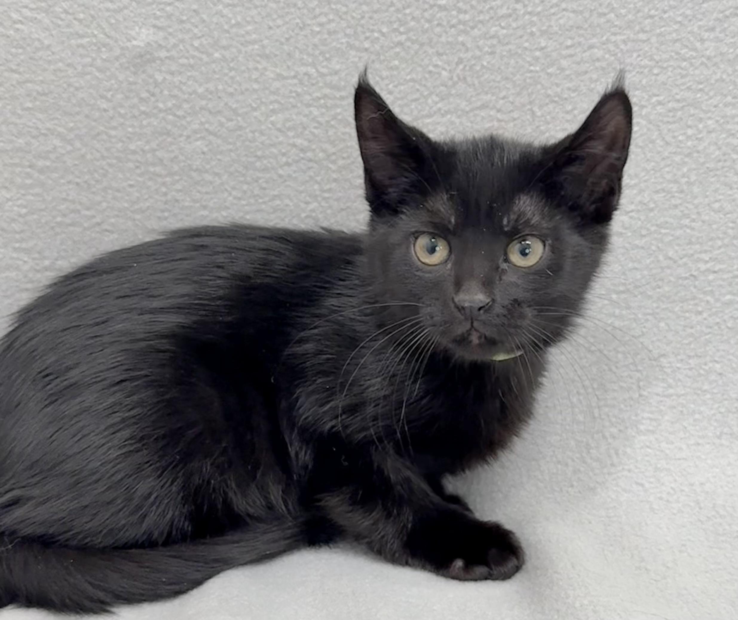Enlarge Amory, a Adoptable Domestic Medium Hair in Minneapolis, MN image 3/4