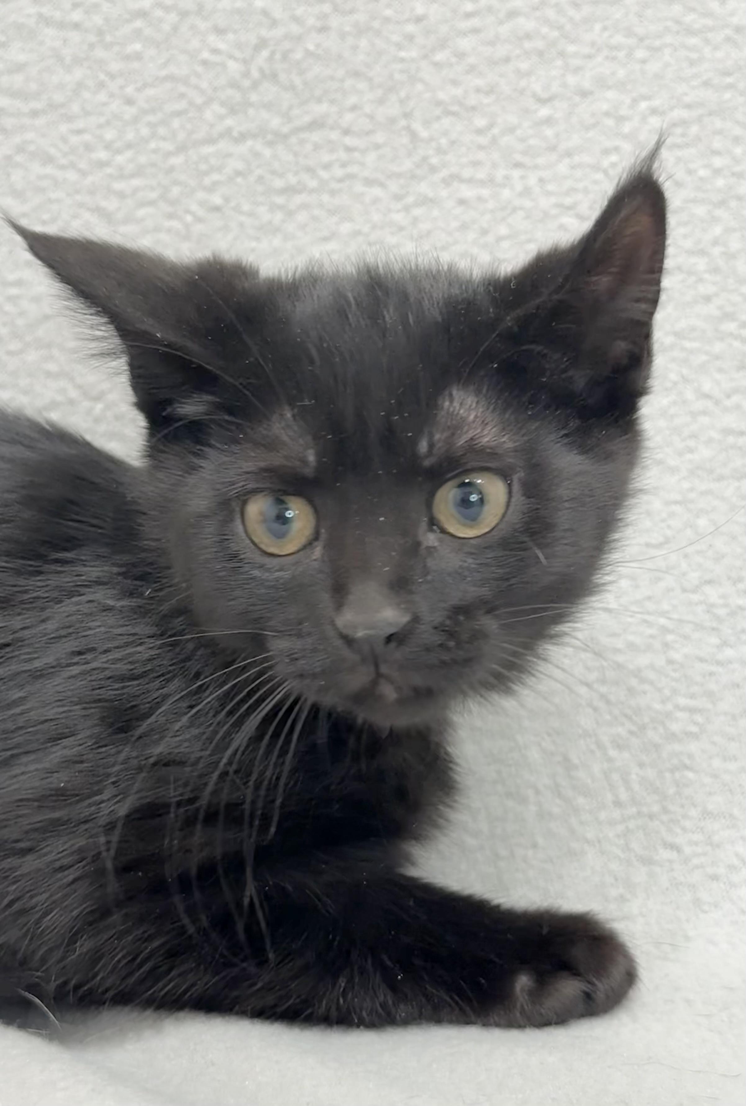 Enlarge Amory, a Adoptable Domestic Medium Hair in Minneapolis, MN image 2/4