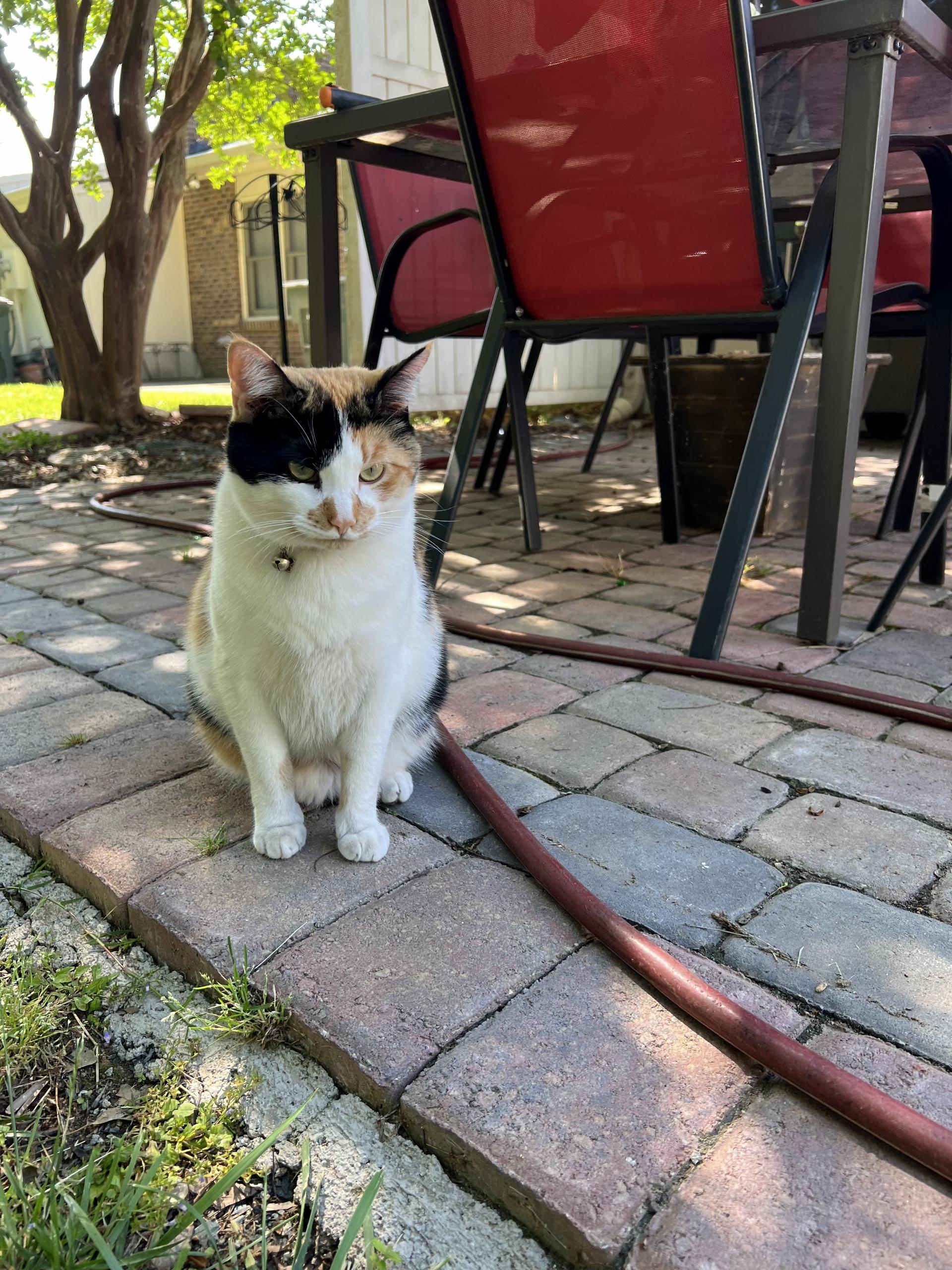 Snoopy and Scoobie, Adult Female Calico