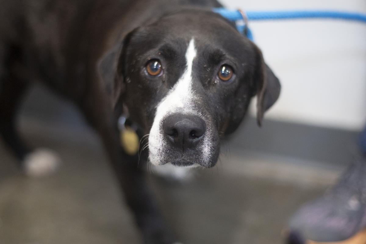 Kaylie, Adoptable, Adult Female Bernese Mountain Dog & Basset Hound.