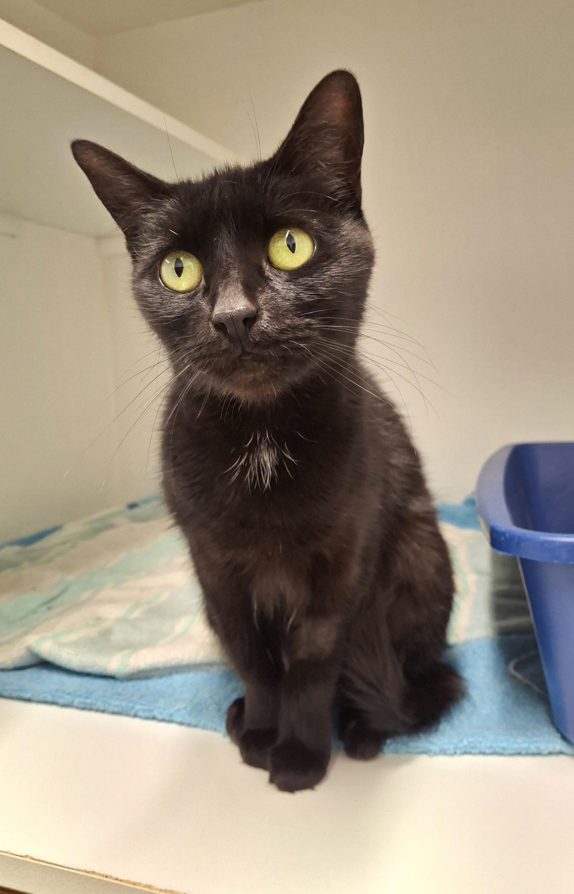 Alanis, Adoptable, Adult Female Domestic Short Hair.