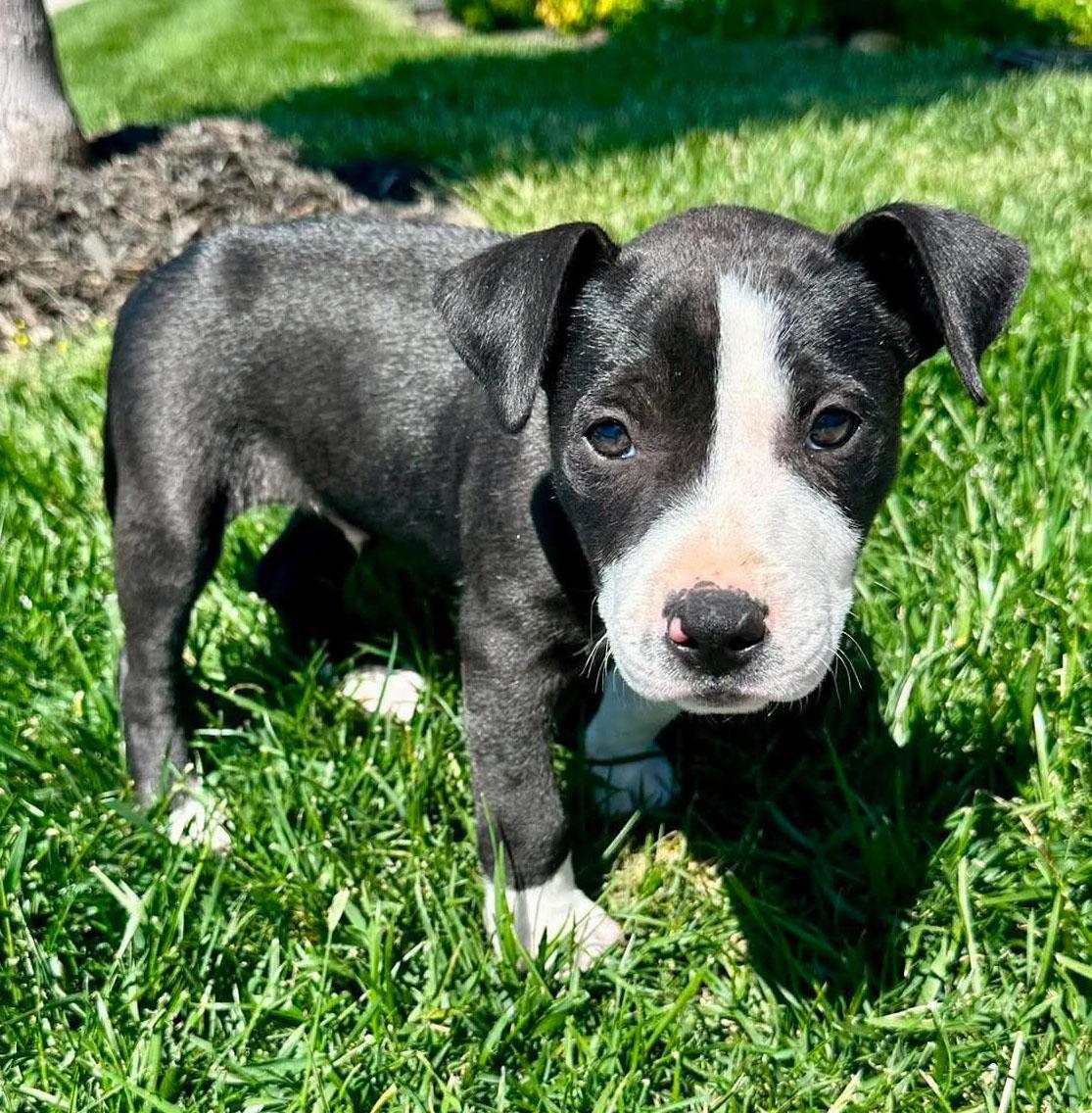 Snoop (AO36404), adopted, Puppy Male Labrador Retriever.