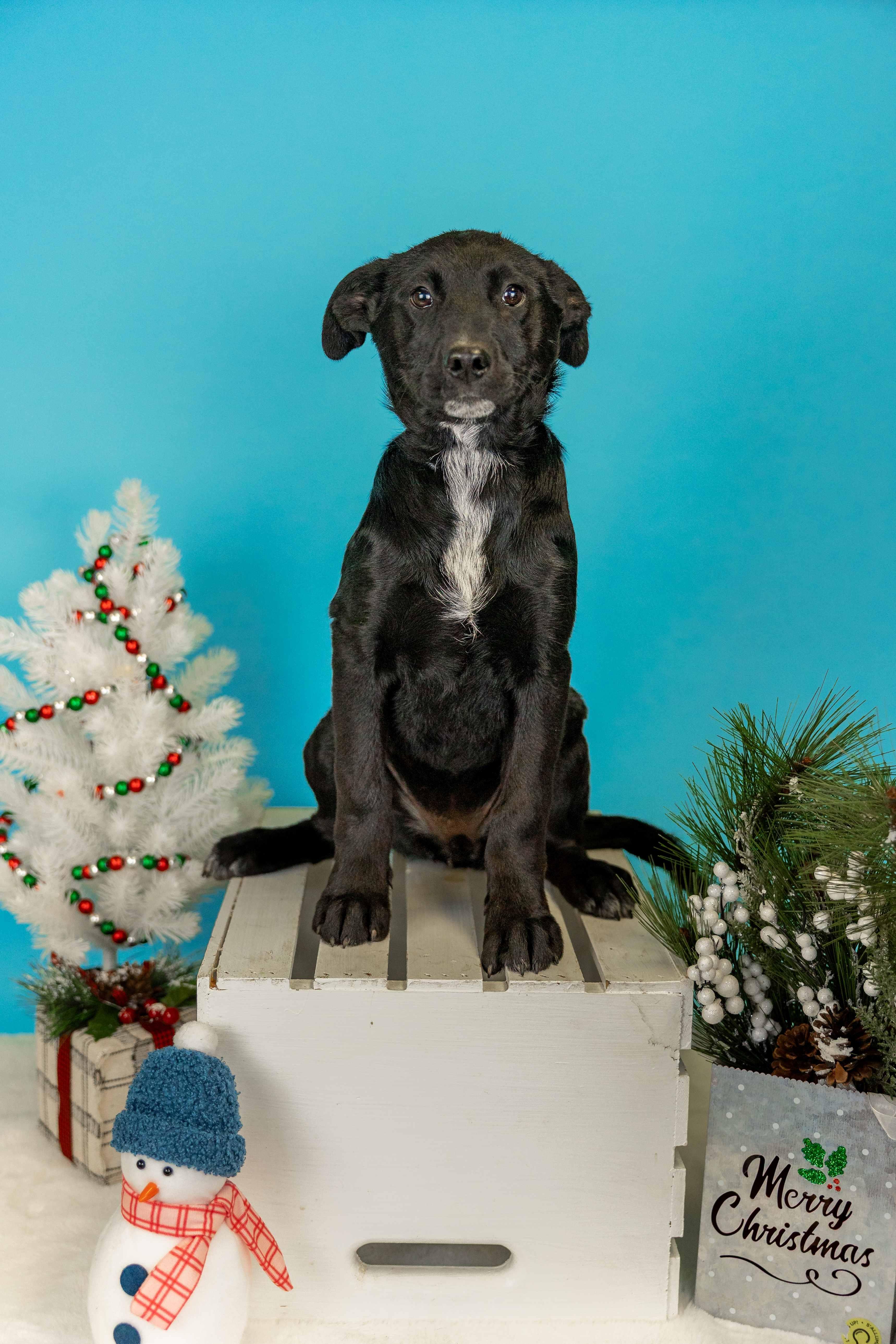 Enlarge 1074-25, a ADOPTABLE mixed breed in Brighton, CO image 1/1