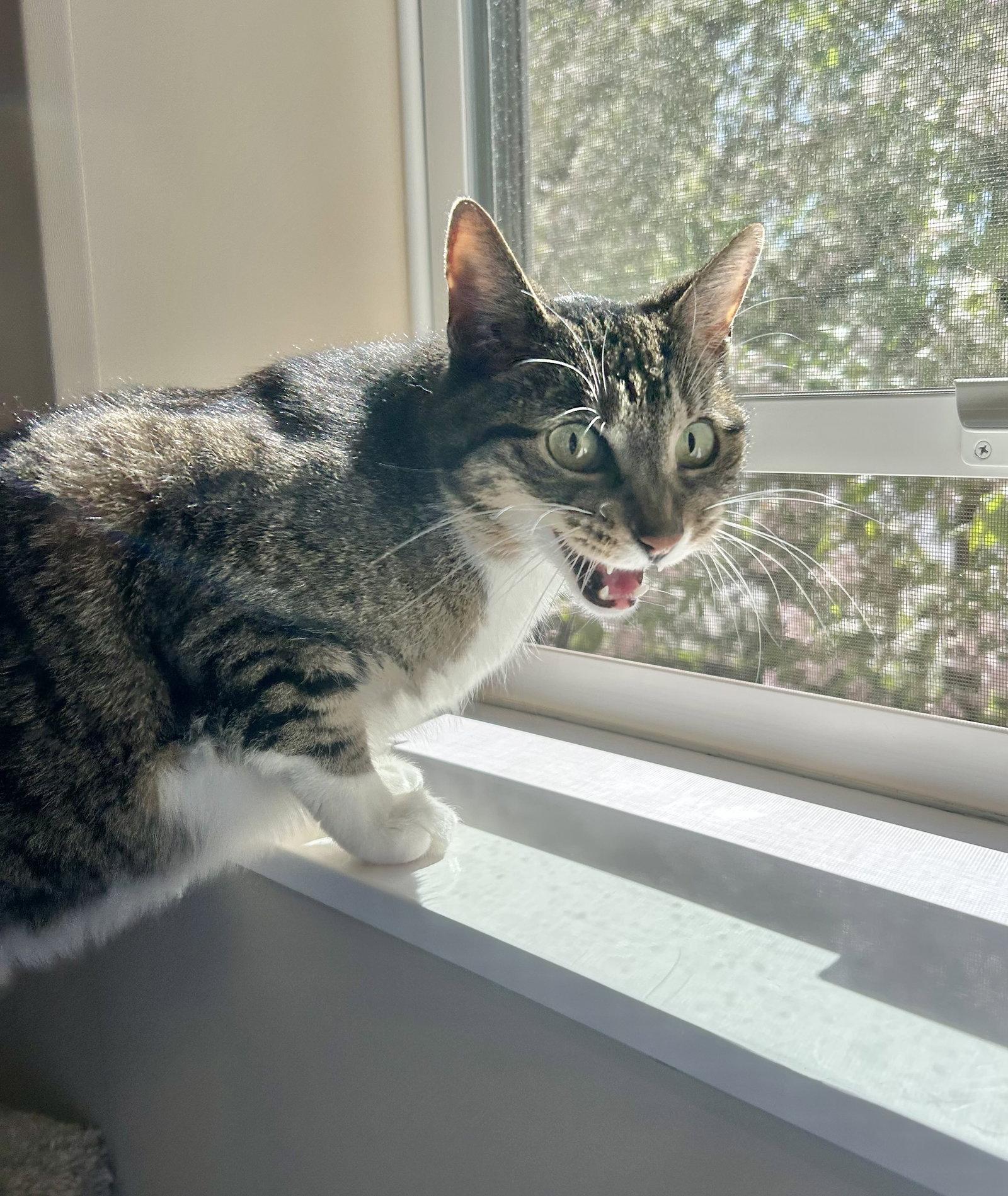 Charlotte, Adoptable, Senior Female Domestic Short Hair.