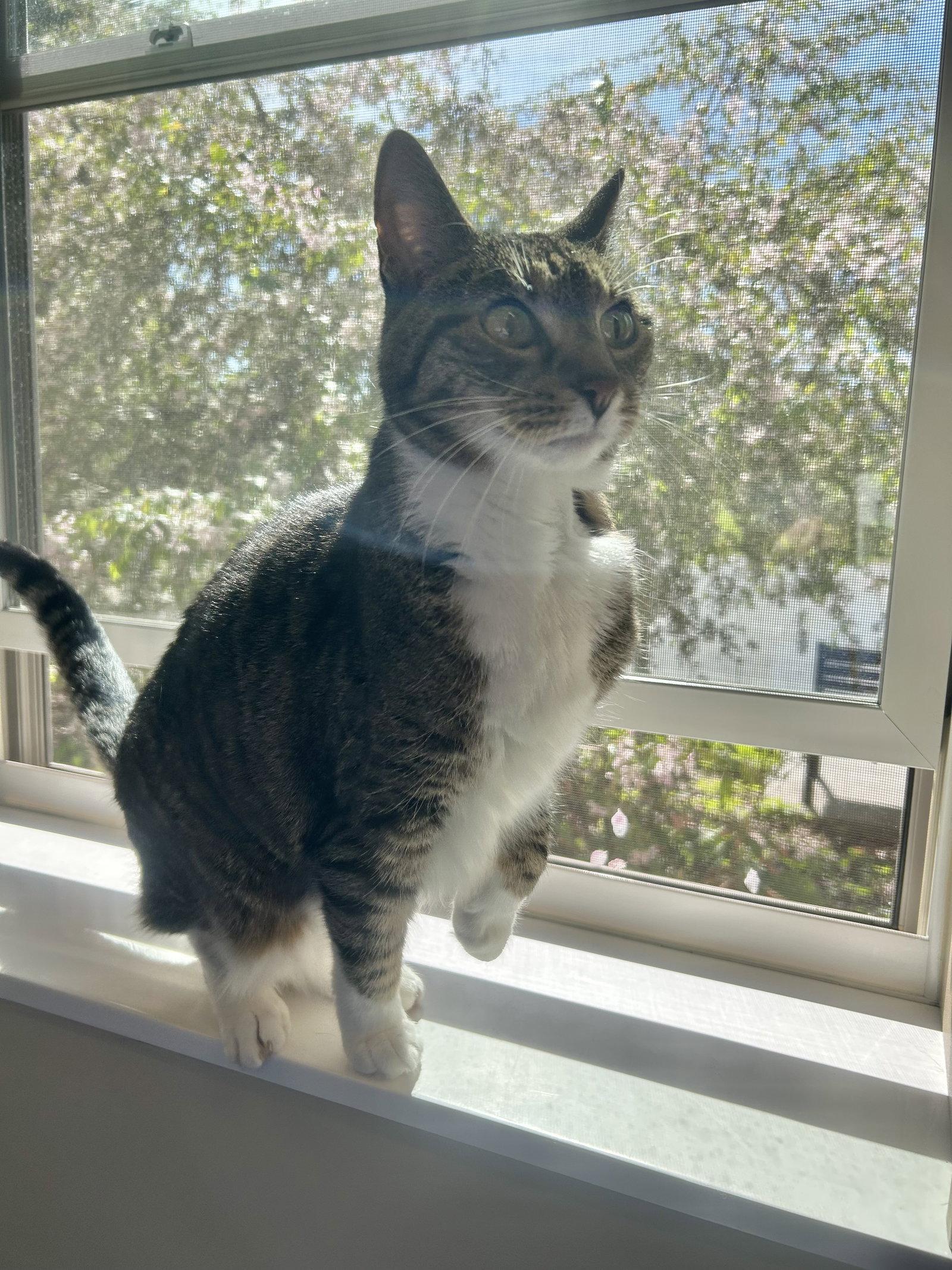Enlarge Charlotte, a Adoptable Domestic Short Hair in Arlington, VT image 2/3