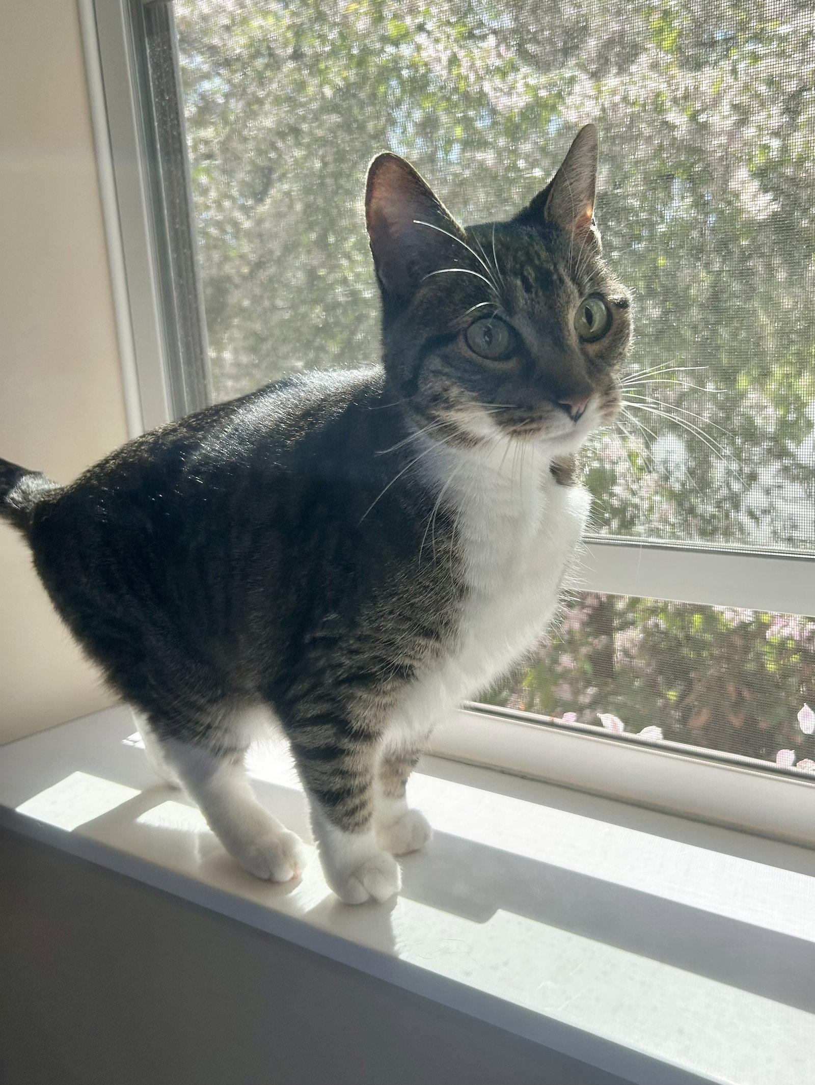 Charlotte, a Adoptable Domestic Short Hair in Arlington, VT image 2/3