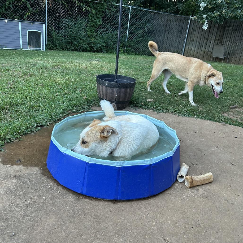 Marlee, Adoptable, Adult Female Mixed Breed.