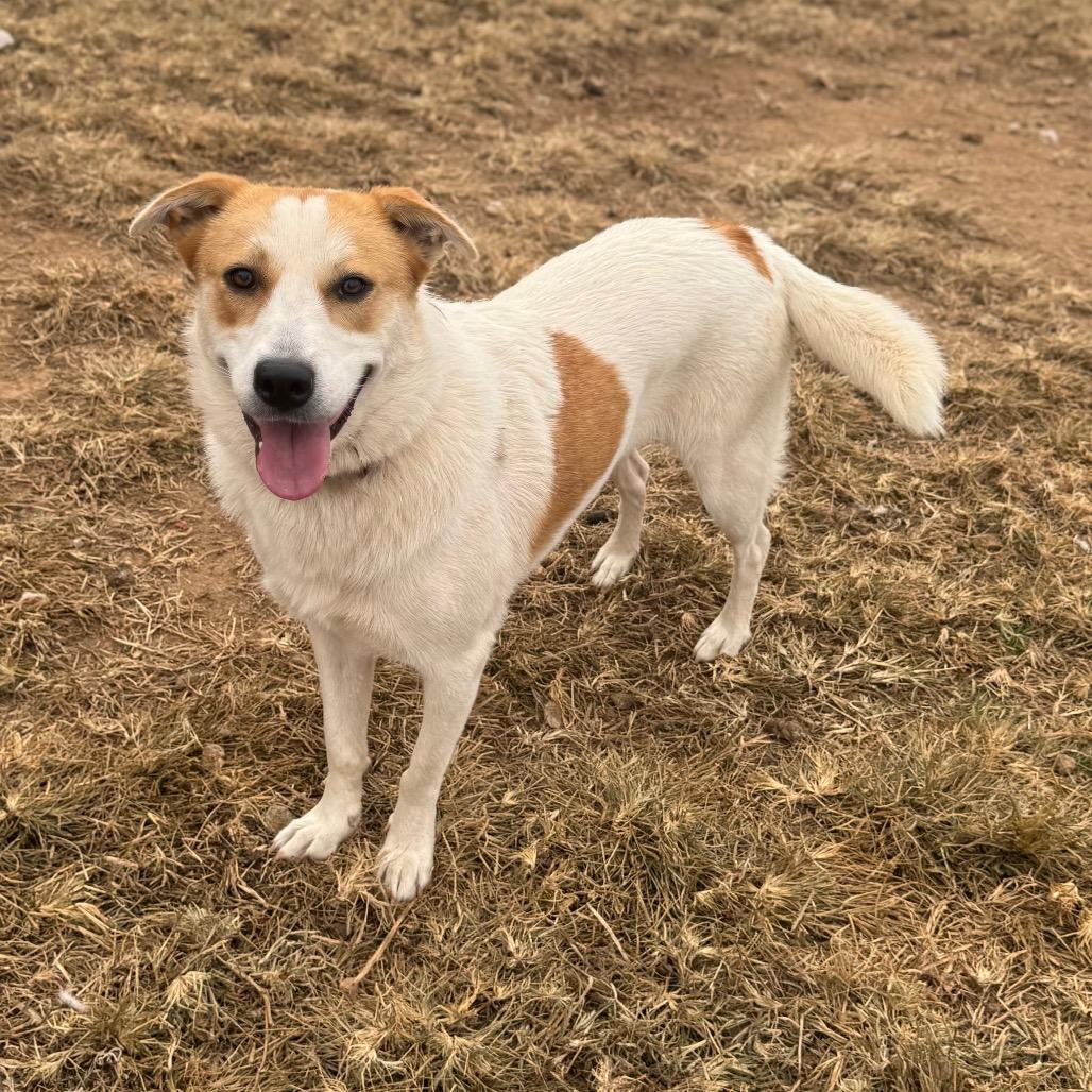 Enlarge Marlee, a Adoptable Mixed Breed in Huntsville, AL image 2/2