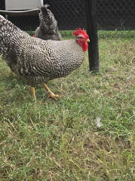 Bob, Adoptable, Young Male Chicken.