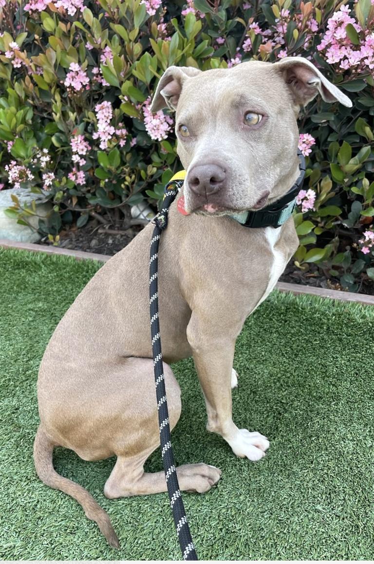 Enlarge Rosalina, a Adoptable mixed breed in Los Angeles, CA image 1/1