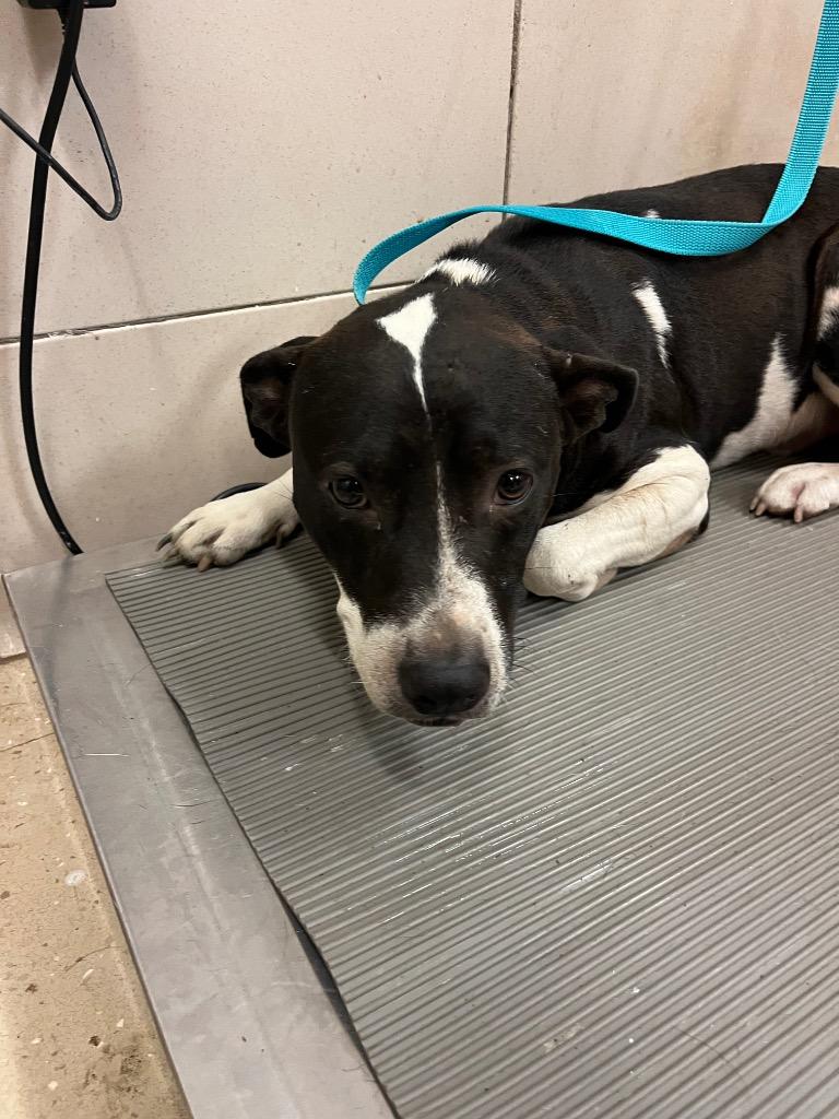 Rhett, Adoptable, Adult Male Mixed Breed.