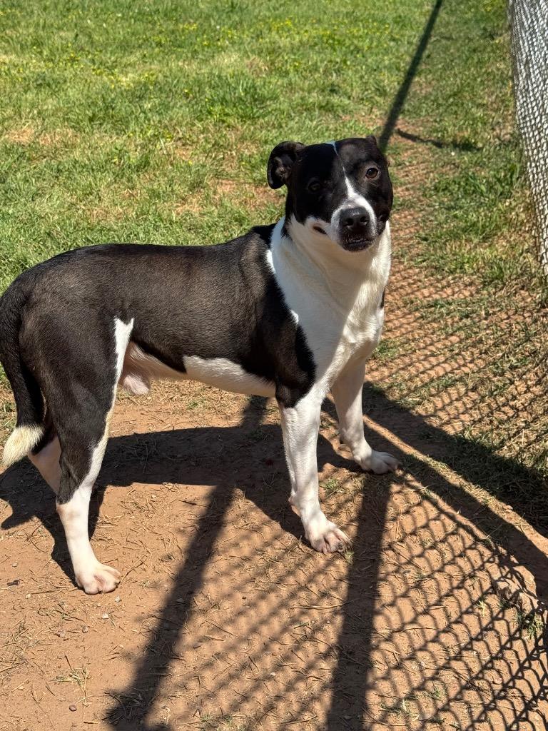 Enlarge Rhett, a Adoptable Mixed Breed in Bossier City, LA image 2/5