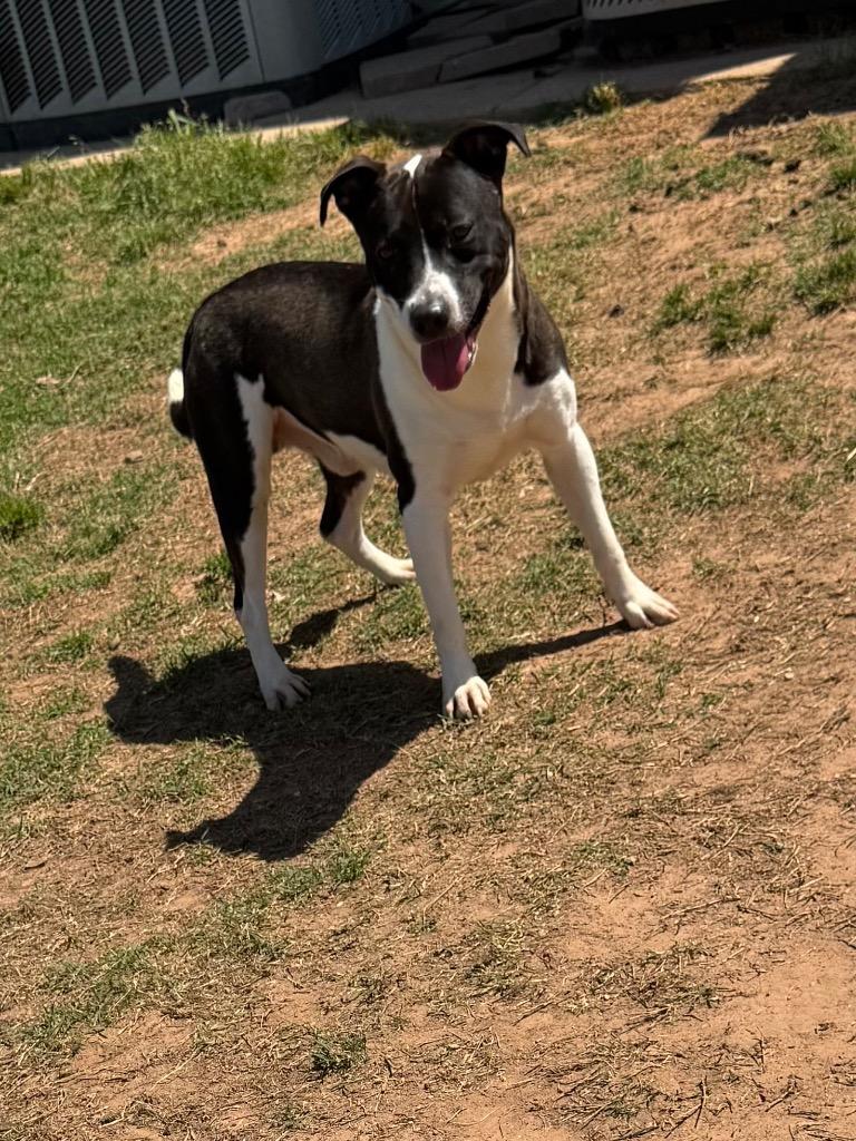 Enlarge Rhett, a Adoptable Mixed Breed in Bossier City, LA image 3/5