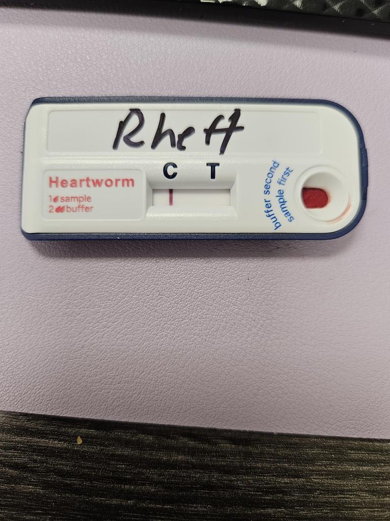 Enlarge Rhett, a Adoptable Mixed Breed in Bossier City, LA image 4/5