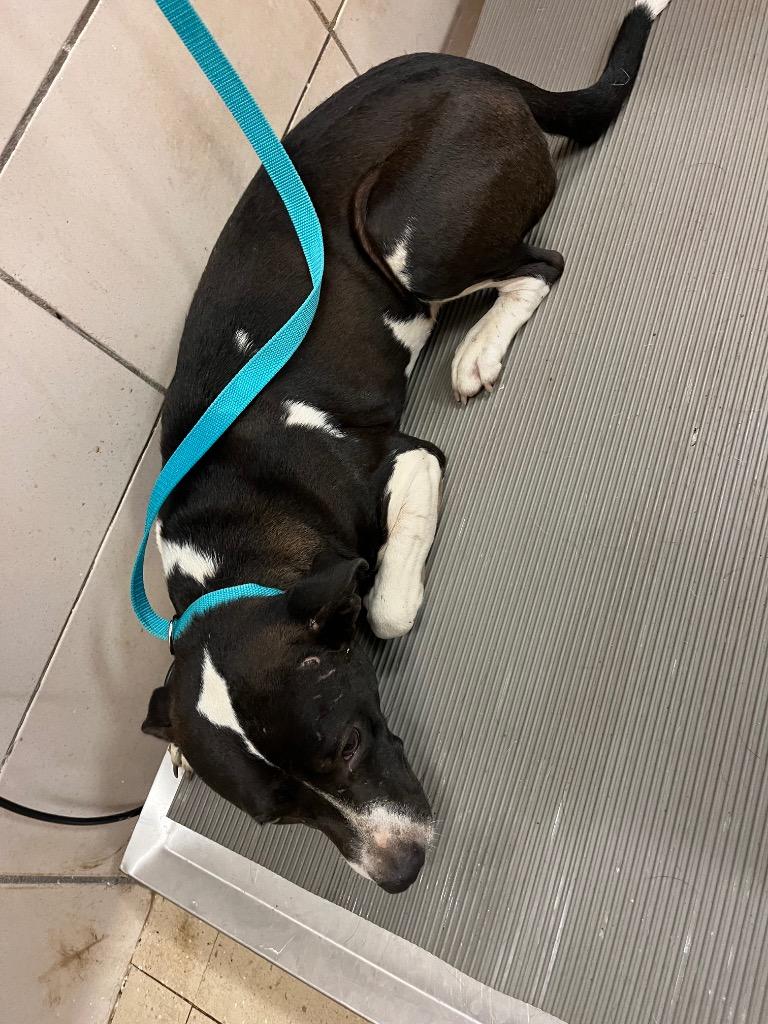 Enlarge Rhett, a Adoptable Mixed Breed in Bossier City, LA image 5/5