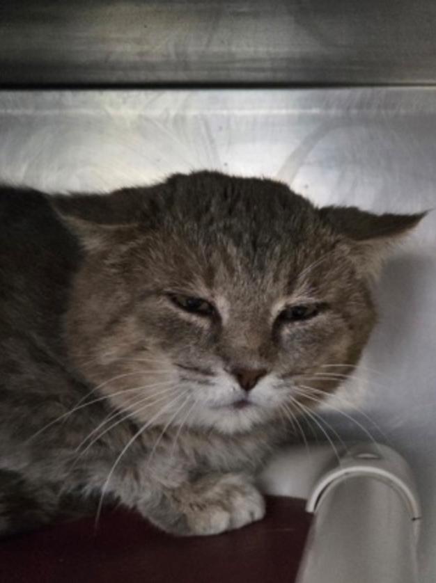 High School Dropout, a ADOPTABLE mixed breed in Marshall, NC image 2/2