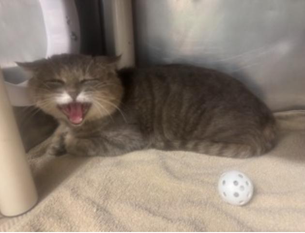 High School Dropout, ADOPTABLE, Adult Male Domestic Short Hair.