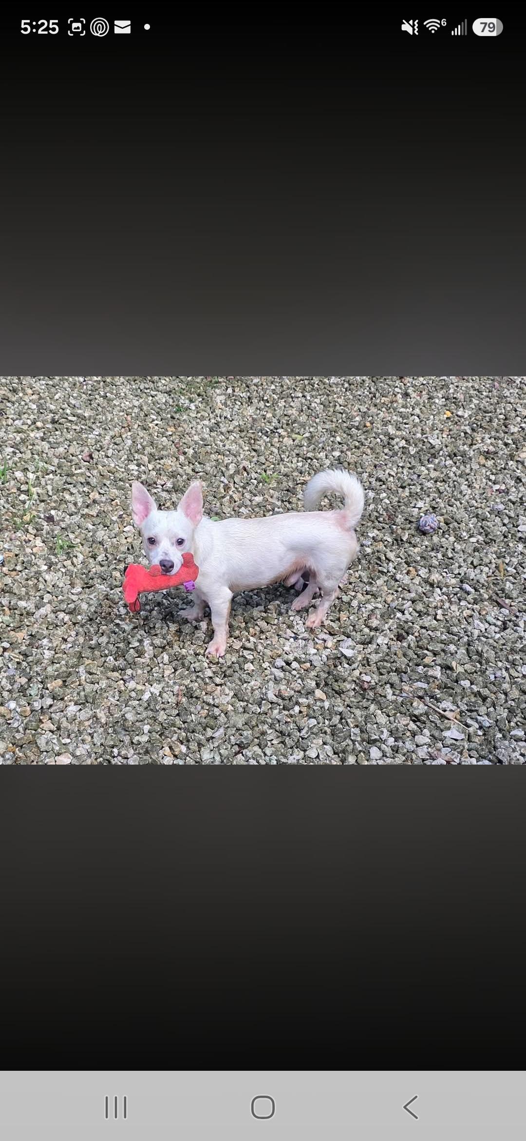 Beir, Adoptable, Adult Male Chihuahua & Dachshund.