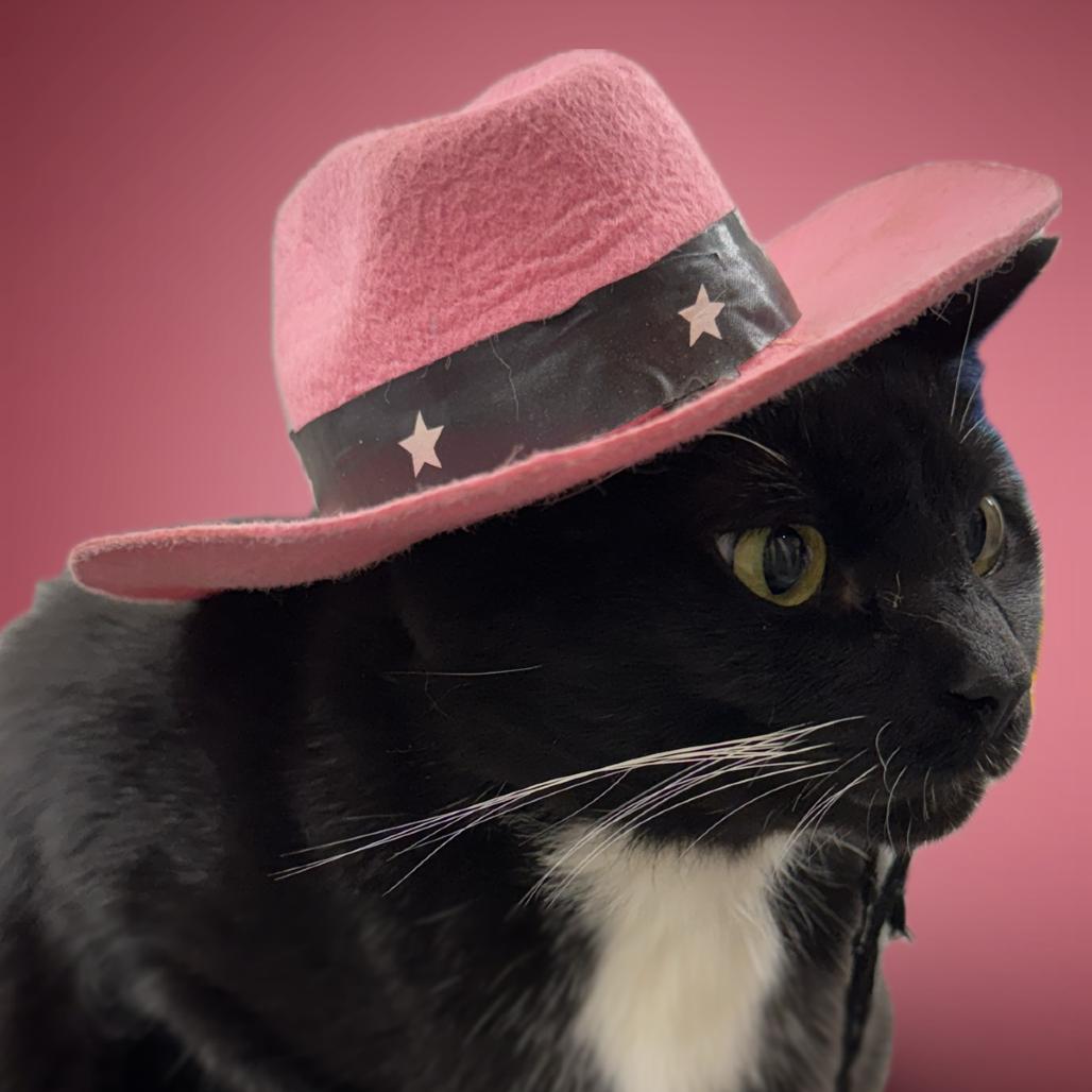 Dolly, Adoptable, Adult Female Domestic Short Hair.