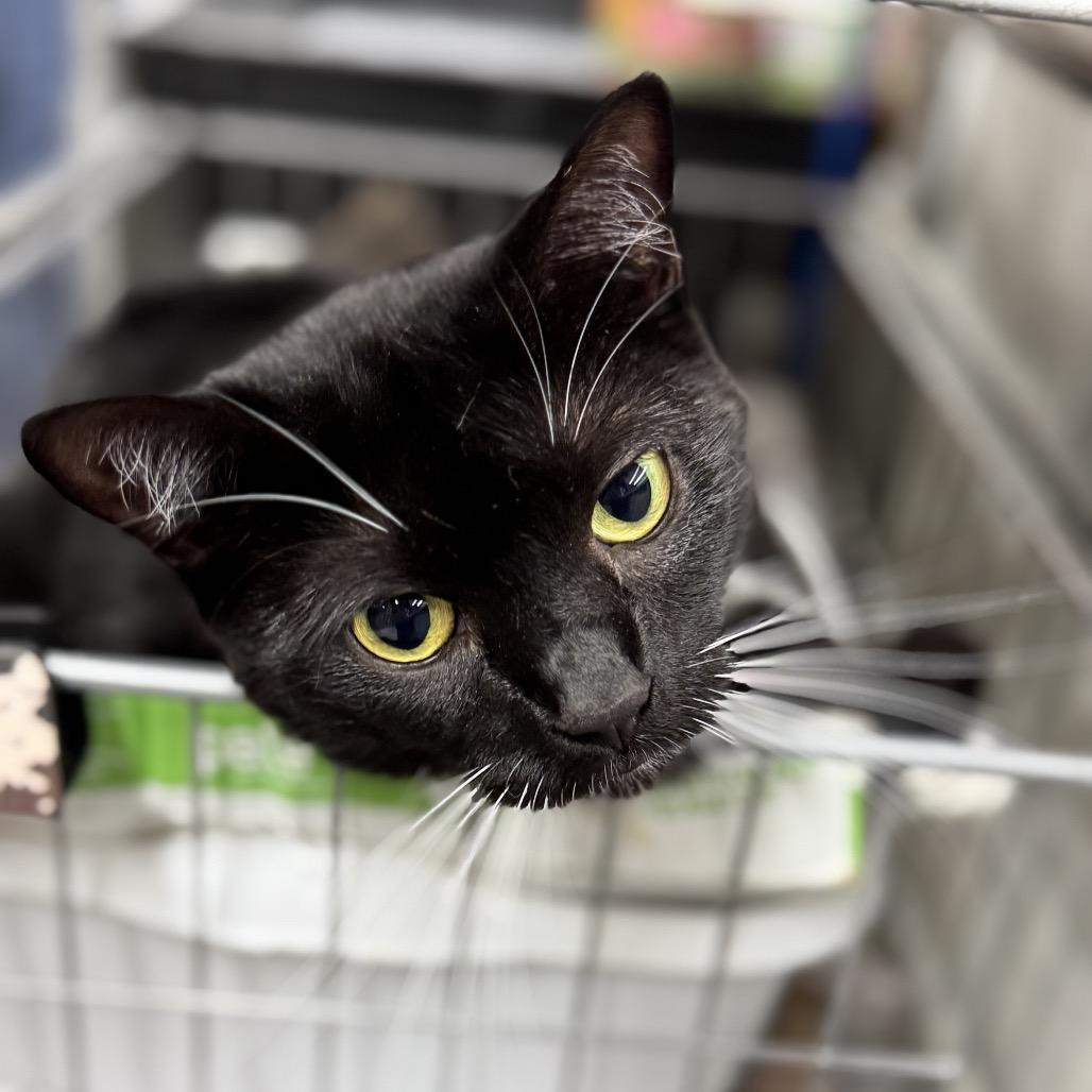 Enlarge Dolly, a Adoptable Domestic Short Hair in Blairsville, GA image 2/6