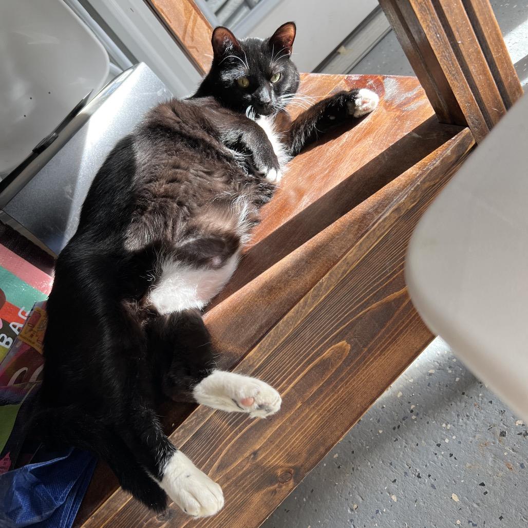 Enlarge Dolly, a Adoptable Domestic Short Hair in Blairsville, GA image 3/6